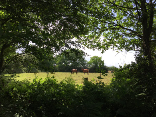 nature_img5