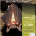 20260121_chiroptères_PIB_web