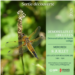 20260708_libellules_les_lucs_web2.png