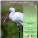 20260923_PIB_oiseaux_littoral_web.png